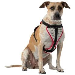 Nathan Sports K9 Dog Harness - Reflective Vapor Blue/Lollipop -RunGear Elite nathan sports k9 dog harness reflective vapor blue 3 1028436